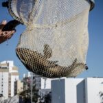 Sul Informação - Meros na costa algarvia são «atração imediata» para o turismo subaquático