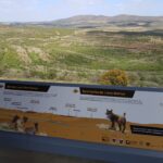 Sul Informação - Há mais um casal de linces no Vale do Guadiana