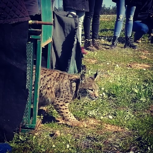 Sul Informação - Há mais um casal de linces no Vale do Guadiana