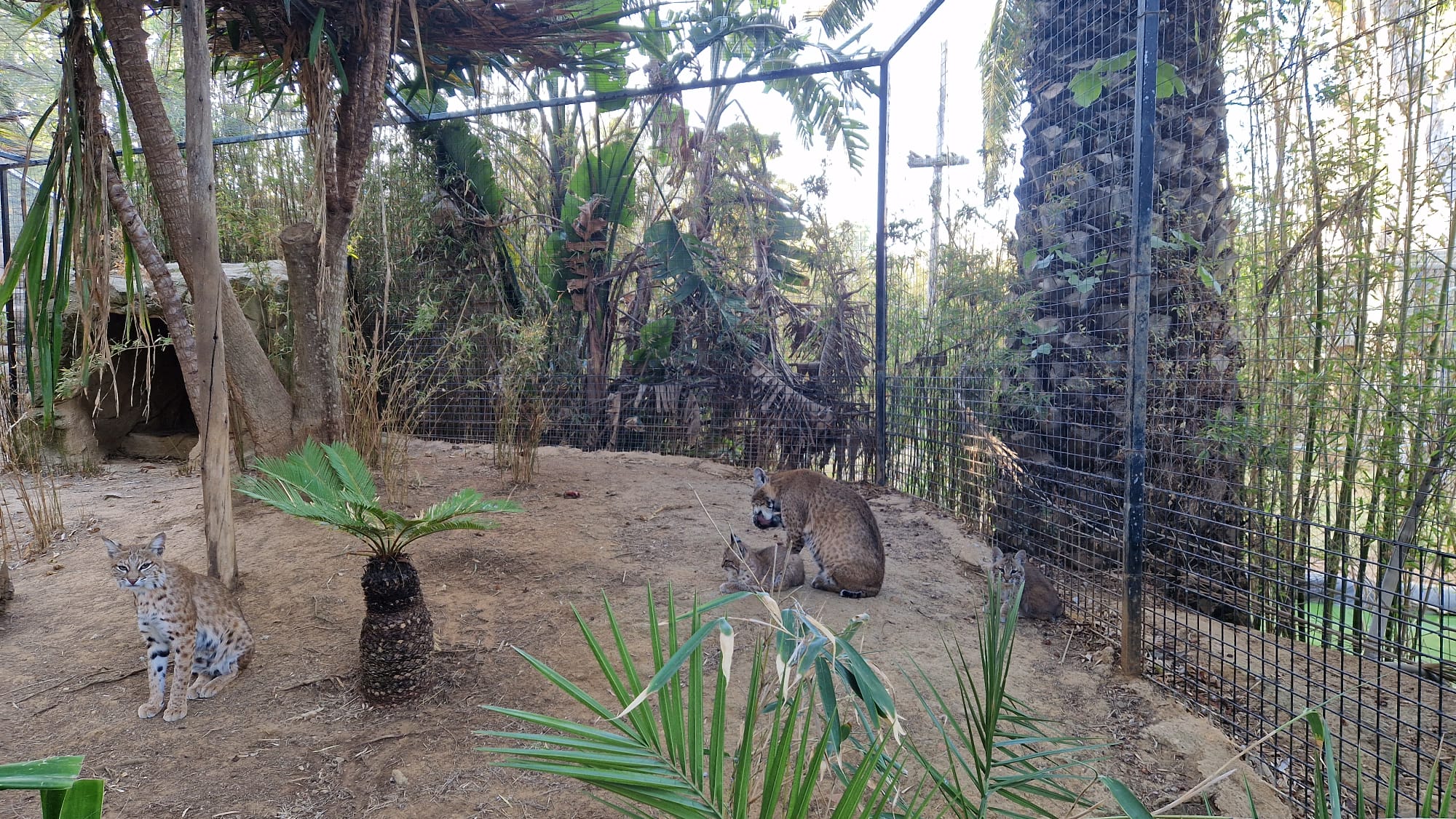 Sul Informação - Zoo de Lagos tem novas crias de Lince Vermelho e Colobo Guereza