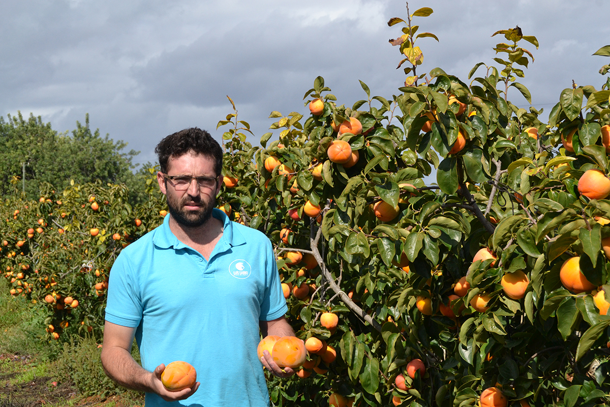 Sul Informação - A agricultura é «um setor sexy para trabalhar e para investir» no Algarve