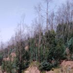 Sul Informação - Falta de solução para madeira ardida preocupa autarca e proprietários florestais de Monchique