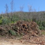 Sul Informação - Falta de solução para madeira ardida preocupa autarca e proprietários florestais de Monchique
