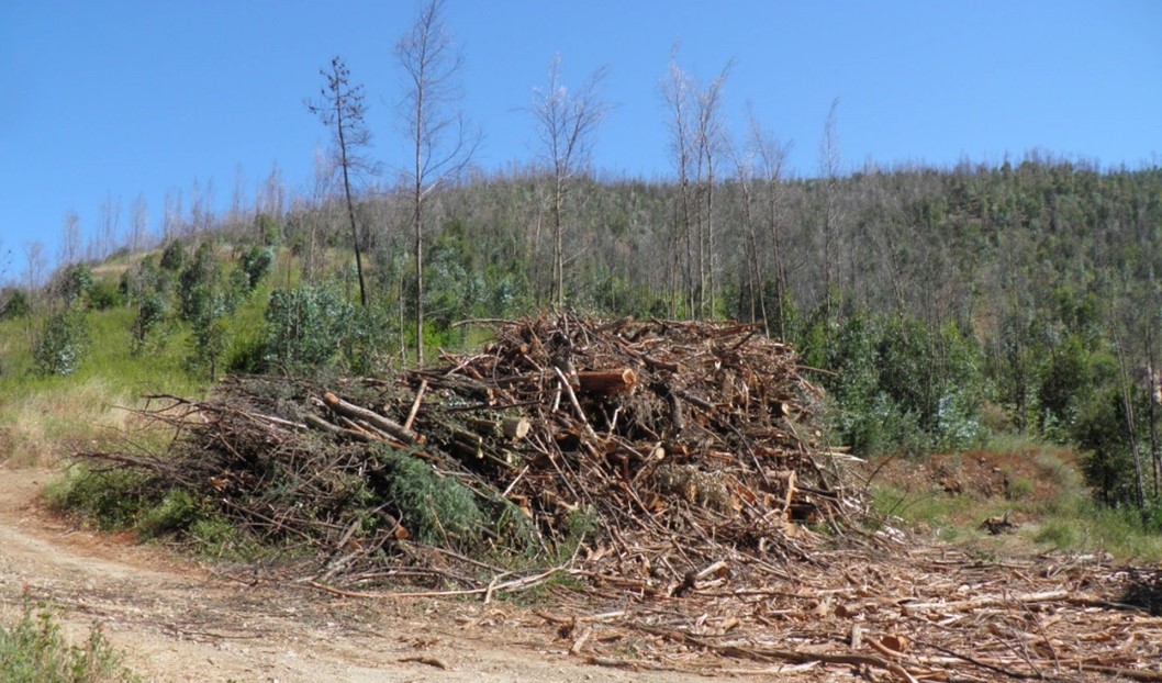 Sul Informação - Falta de solução para madeira ardida preocupa autarca e proprietários florestais de Monchique
