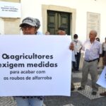 Sul Informação - Sem medidas para acabar com «roubos», produtores de alfarroba podem cortar EN125