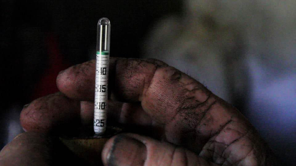 Sul Informação - Documentário «Medronho todos os dias» tem estreia mundial no DocLisboa
