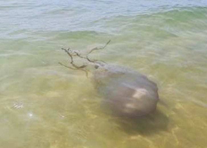 Sul Informação - Medusa-tambor tem sido avistada nas praias do Algarve