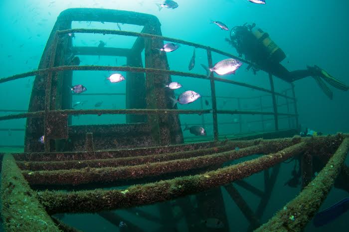 Sul Informação - Fotografias mostram “Um Mergulho no Parque Subaquático de Portimão – Ocean Revival”
