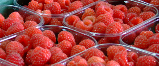 Sul Informação - Madre Fruta recruta trabalhadores para colheita de frutos vermelhos em Silves/Lagoa
