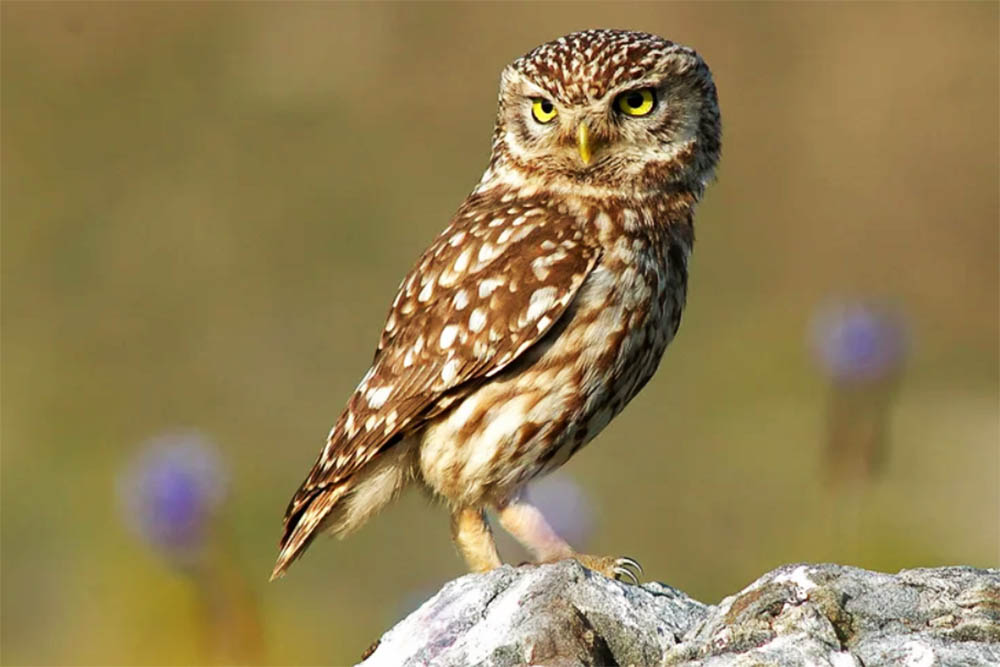 Sul Informação - BioBlitz desafia participantes a identificarem espécies de seres vivos em Évora