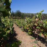 Sul Informação - Depois de medronho e água, agora também há vinho em Monchique