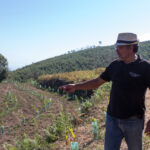 Sul Informação - Depois de medronho e água, agora também há vinho em Monchique