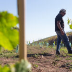 Sul Informação - Depois de medronho e água, agora também há vinho em Monchique