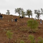 Sul Informação - Montanha Verde plantou 42 mil árvores em oito concelhos algarvios