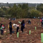 Sul Informação - Montanha Verde plantou 42 mil árvores em oito concelhos algarvios