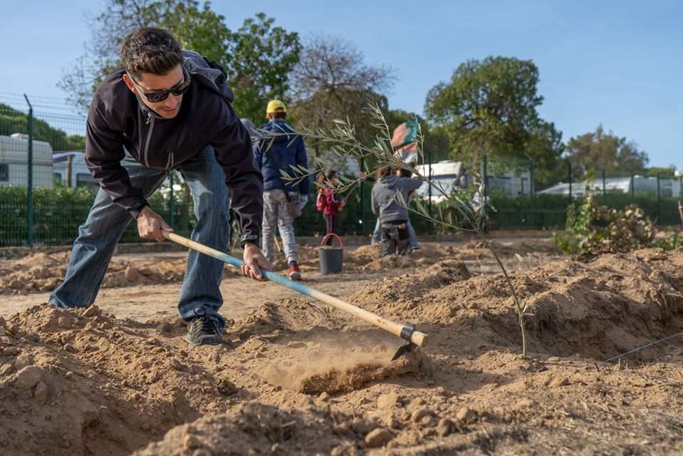 Sul Informação - Montanha Verde plantou 42 mil árvores em oito concelhos algarvios