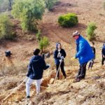 Sul Informação - Montanha Verde plantou 42 mil árvores em oito concelhos algarvios