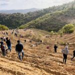 Sul Informação - Montanha Verde plantou 42 mil árvores em oito concelhos algarvios