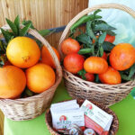 Sul Informação - Mostra da Laranja em Silves marca o regresso à normalidade no Algarve [com vídeo]
