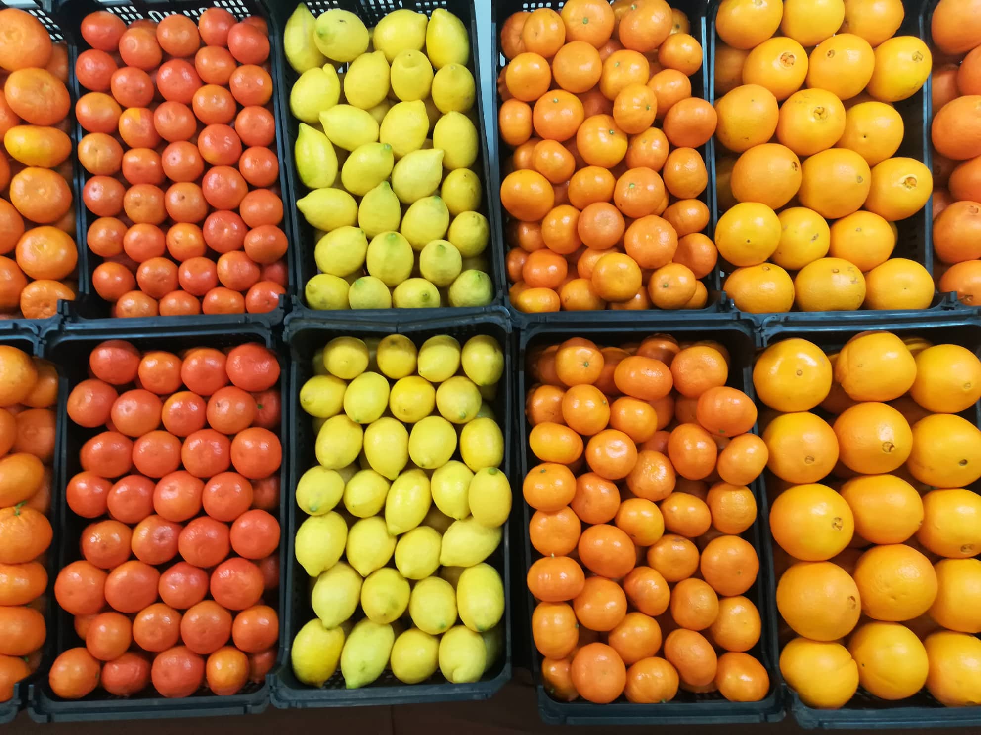 Sul Informação - A Mostra da Laranja já anima Silves