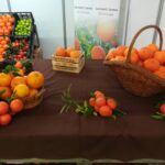 Sul Informação - A Mostra da Laranja já anima Silves