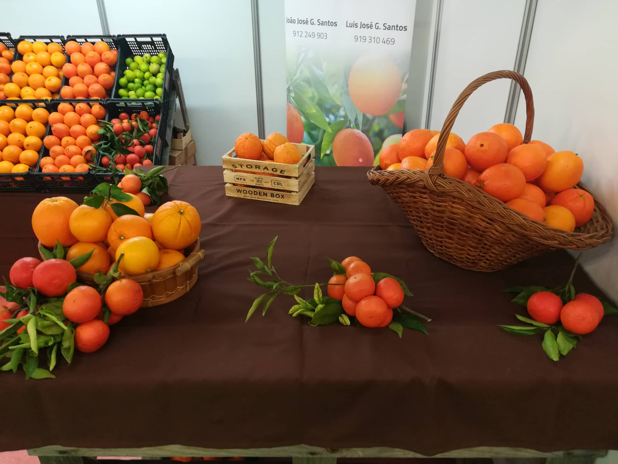 Sul Informação - A Mostra da Laranja já anima Silves