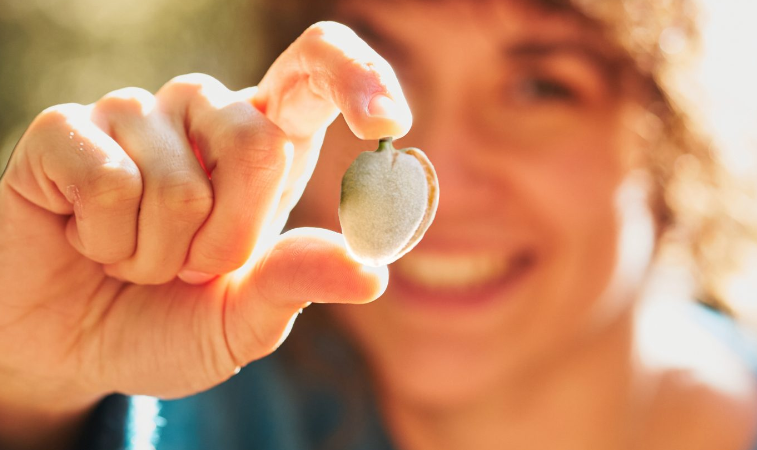 Sul Informação - Portugal já é autossuficiente na produção de frutos secos