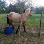 Sul Informação - Uma cabeçada no beliche, um cão muito mau e um final com pés de molho