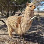 Sul Informação - Os PPC, a alpaca e…S. Petersburgo