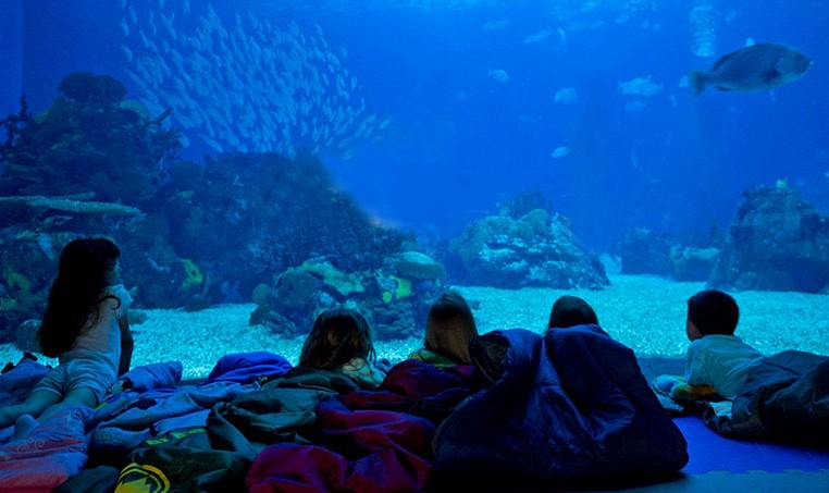 Sul Informação - 220 avós e netos de Odemira vão visitar o Oceanário de Lisboa