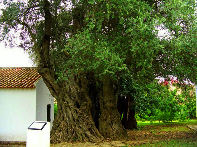 Sul Informação - Lisboa concentra maioria das árvores de interesse público, mas o Algarve tem a oliveira de Pedras d’el Rei