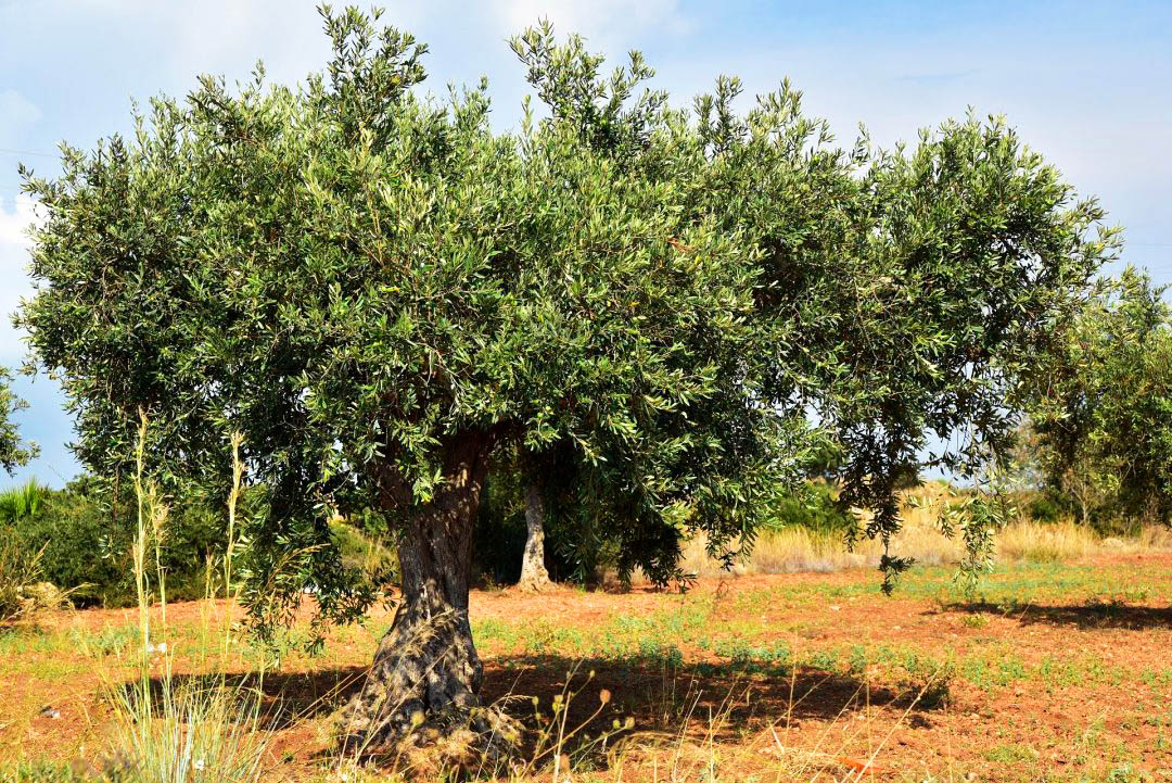 Sul Informação - Entre o vírus e a bactéria, a Covid-19 e a “Xylella fastidiosa”