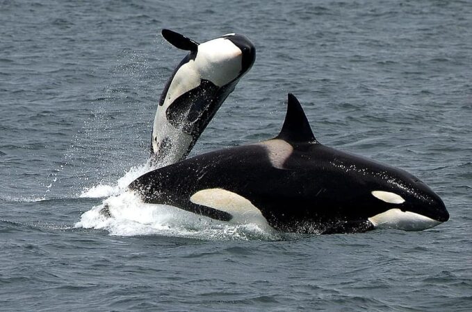 Sul Informação - Autoridade Marítima e ICNF alertam para cuidados a ter em caso de avistamento de orcas