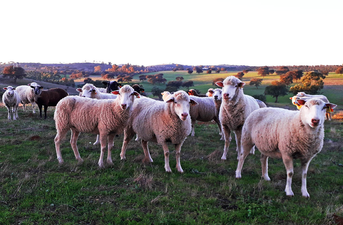 Sul Informação - Novo projeto do CEBAL quer valorizar produtos de ovinos e caprinos produzidos no Alentejo