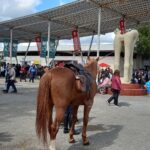 Sul Informação - Ovibeja ultrapassa «largamente o número de visitantes» e aumenta as receitas de bilheteira