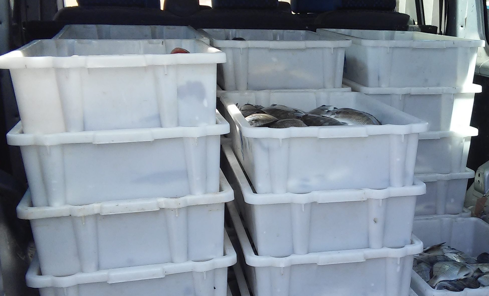 Sul Informação - Estação de Piscicultura de Olhão doa mais 300 quilos de peixe a instituições
