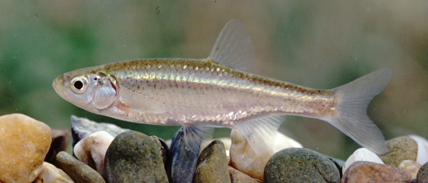 Sul Informação - Investigadores portugueses descobrem peixe que só herdou os genes do pai