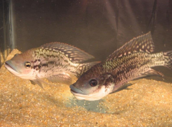 Sul Informação - Investigadores do CCMar descobrem que peixes usam urina para reduzir violência