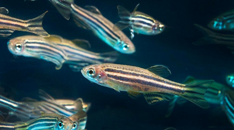 Sul Informação - Espreitar para dentro da caixa negra da Inteligência Artificial