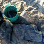 Sul Informação - Polícia Marítima apreende 35 quilos de pepinos do mar na Ria Formosa