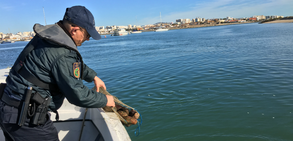 Sul Informação - Polícia Marítima apreende 35 quilos de pepinos do mar na Ria Formosa