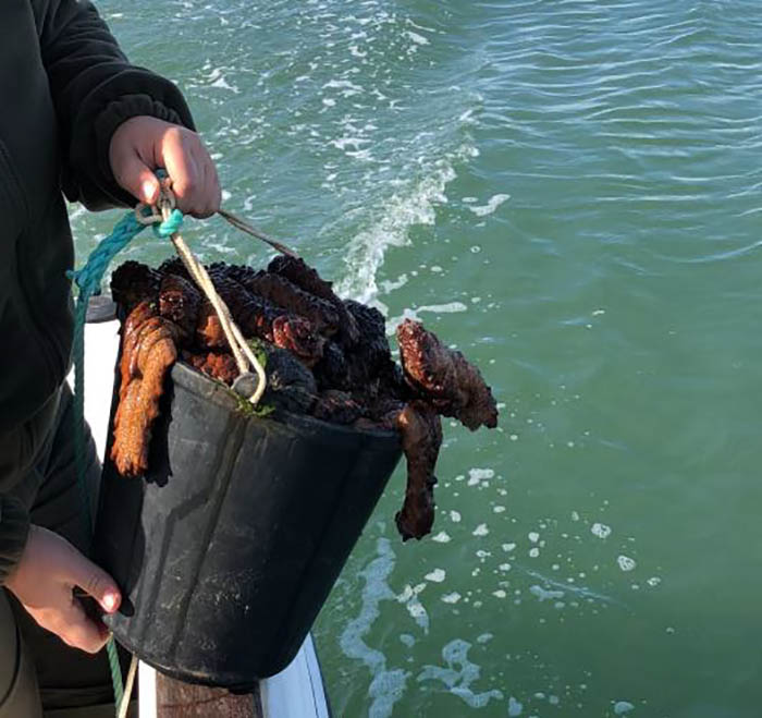 Sul Informação - ICNF apreende 70 pepinos-do-mar pescados ilegalmente e devolve-os à Ria Formosa