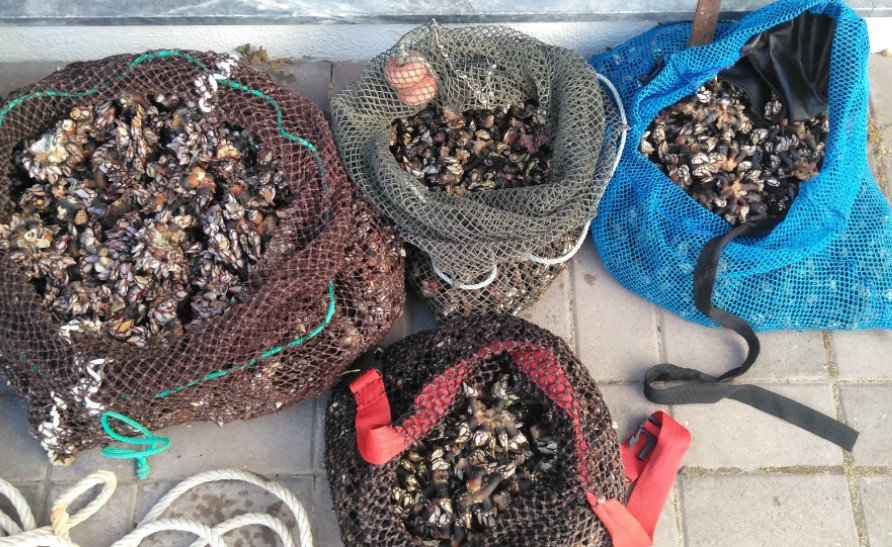Sul Informação - 35 quilos de perceves apreendidos na Costa Vicentina