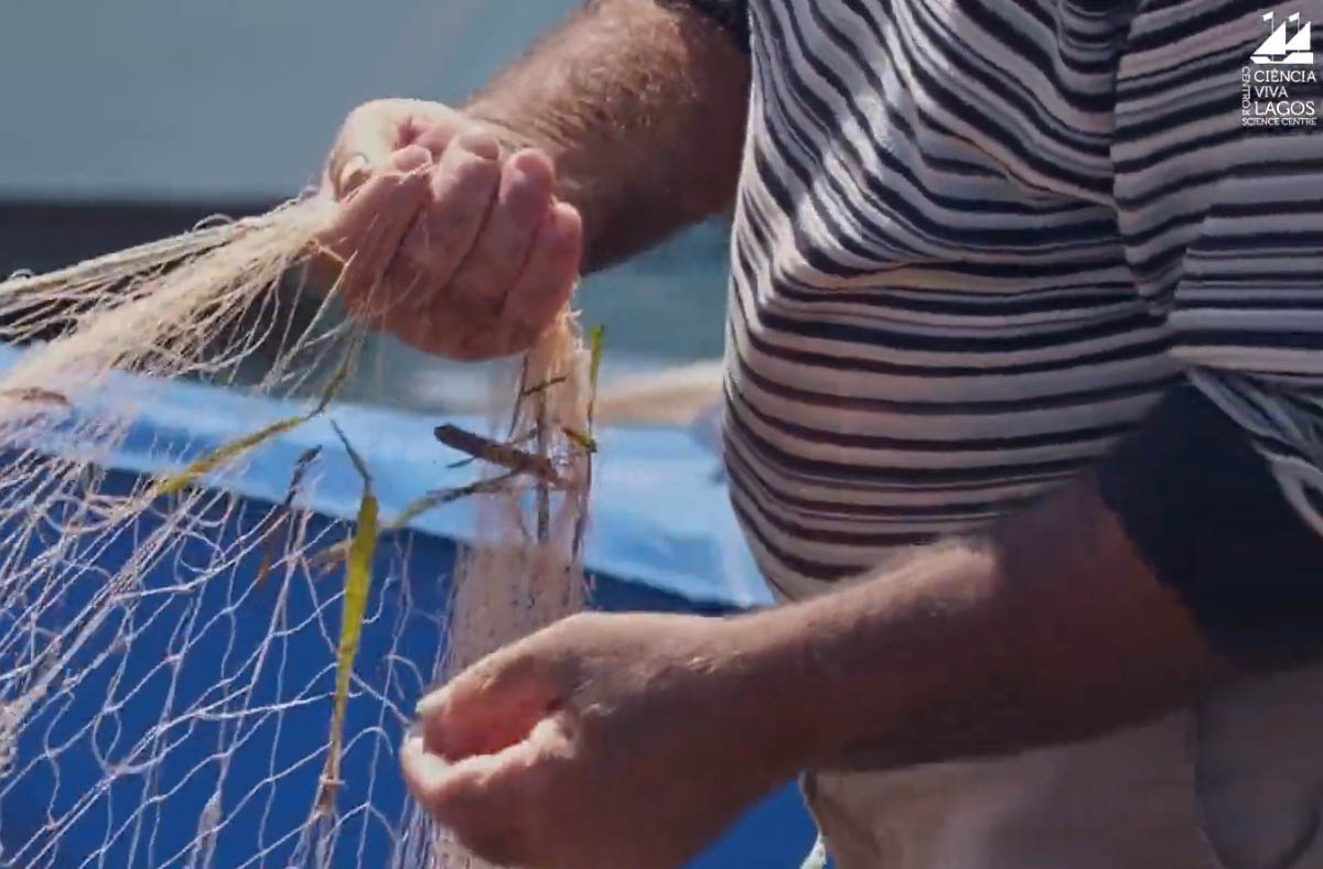 Sul Informação - Nem só em barcos se faz a pesca