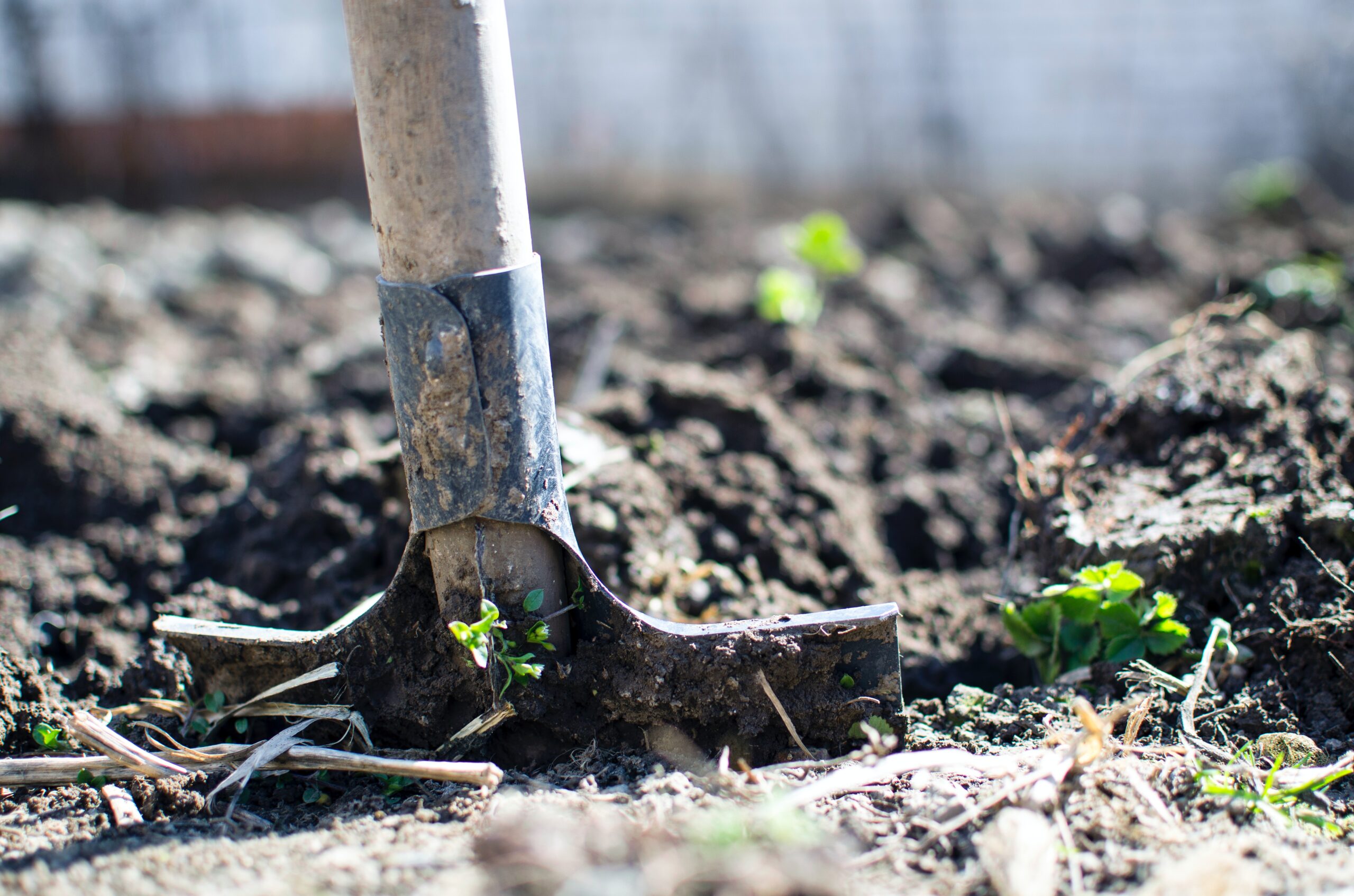 Sul Informação - Município de Lagos e IEFP promovem cursos de formação na área alimentar e agrícola