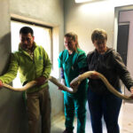 Sul Informação - Zoo de Lagos acolhe a cobra piton capturada ontem na Fonte da Benémola