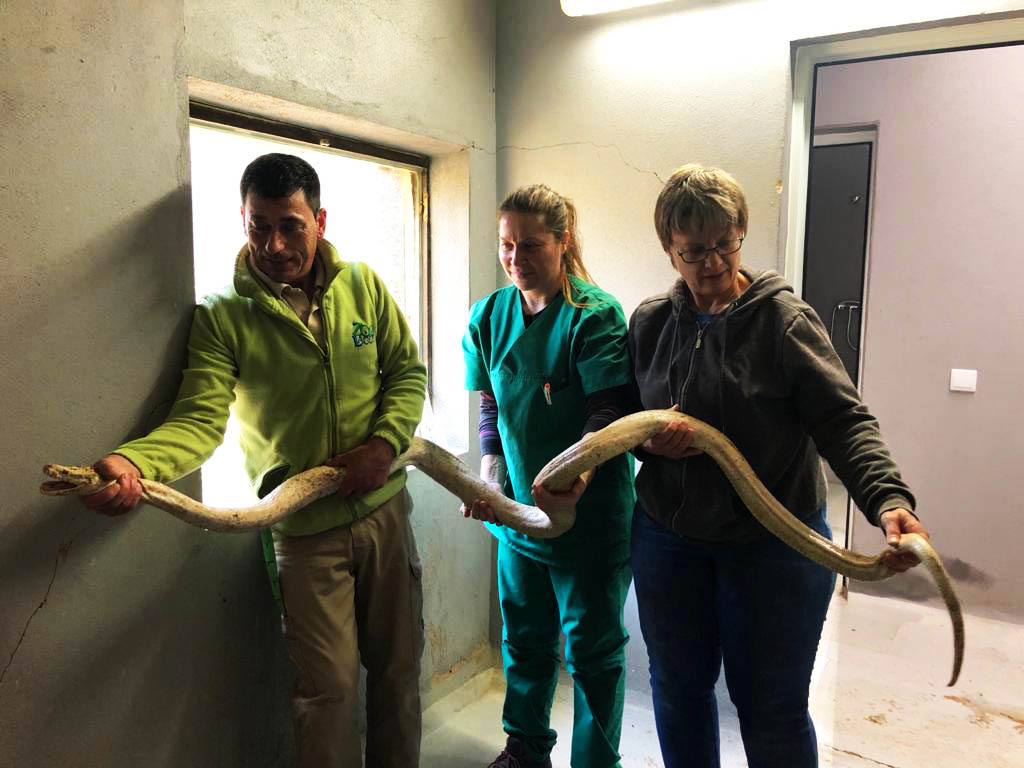 Sul Informação - Zoo de Lagos acolhe a cobra piton capturada ontem na Fonte da Benémola