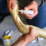 Sul Informação - Zoo de Lagos acolhe a cobra piton capturada ontem na Fonte da Benémola