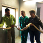 Sul Informação - Zoo de Lagos acolhe a cobra piton capturada ontem na Fonte da Benémola