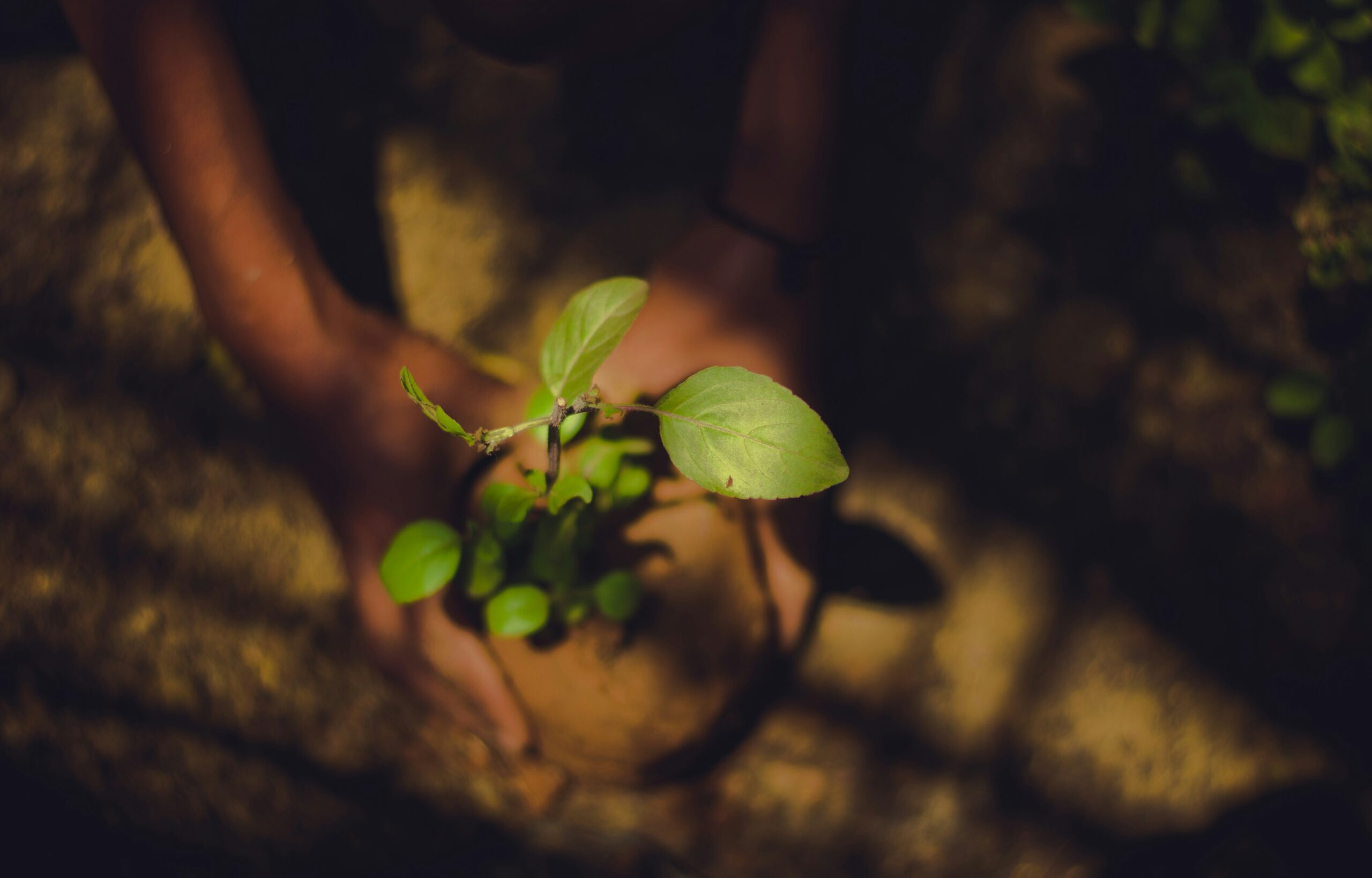 Sul Informação - Infralobo e Vale do Lobo promovem plantação de árvores na área ardida